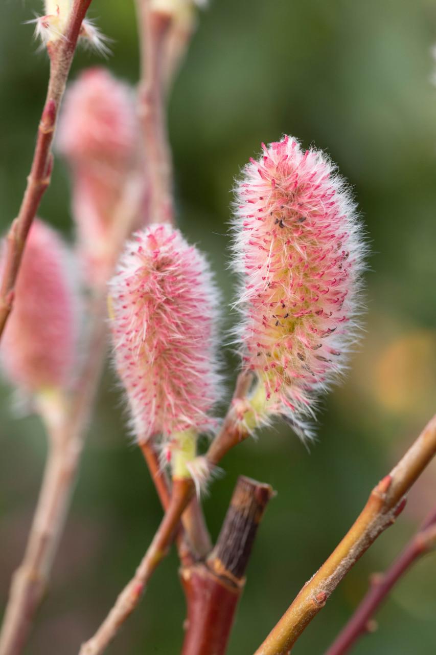 Salix Gracilistyla 'mount Aso' - View 25 from www redcrocus com