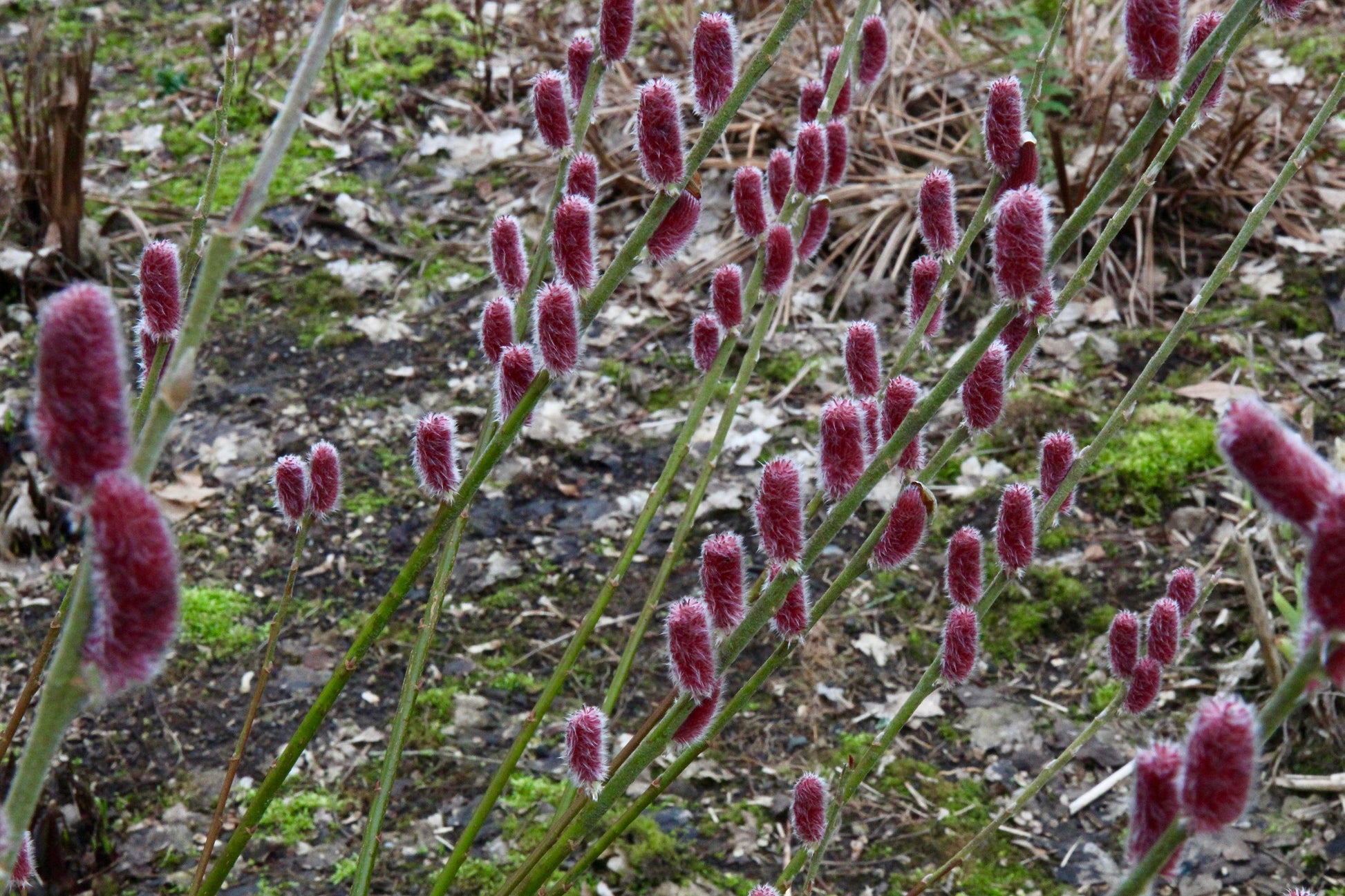 Salix Gracilistyla 'mount Aso' - View 26 from www redcrocus com