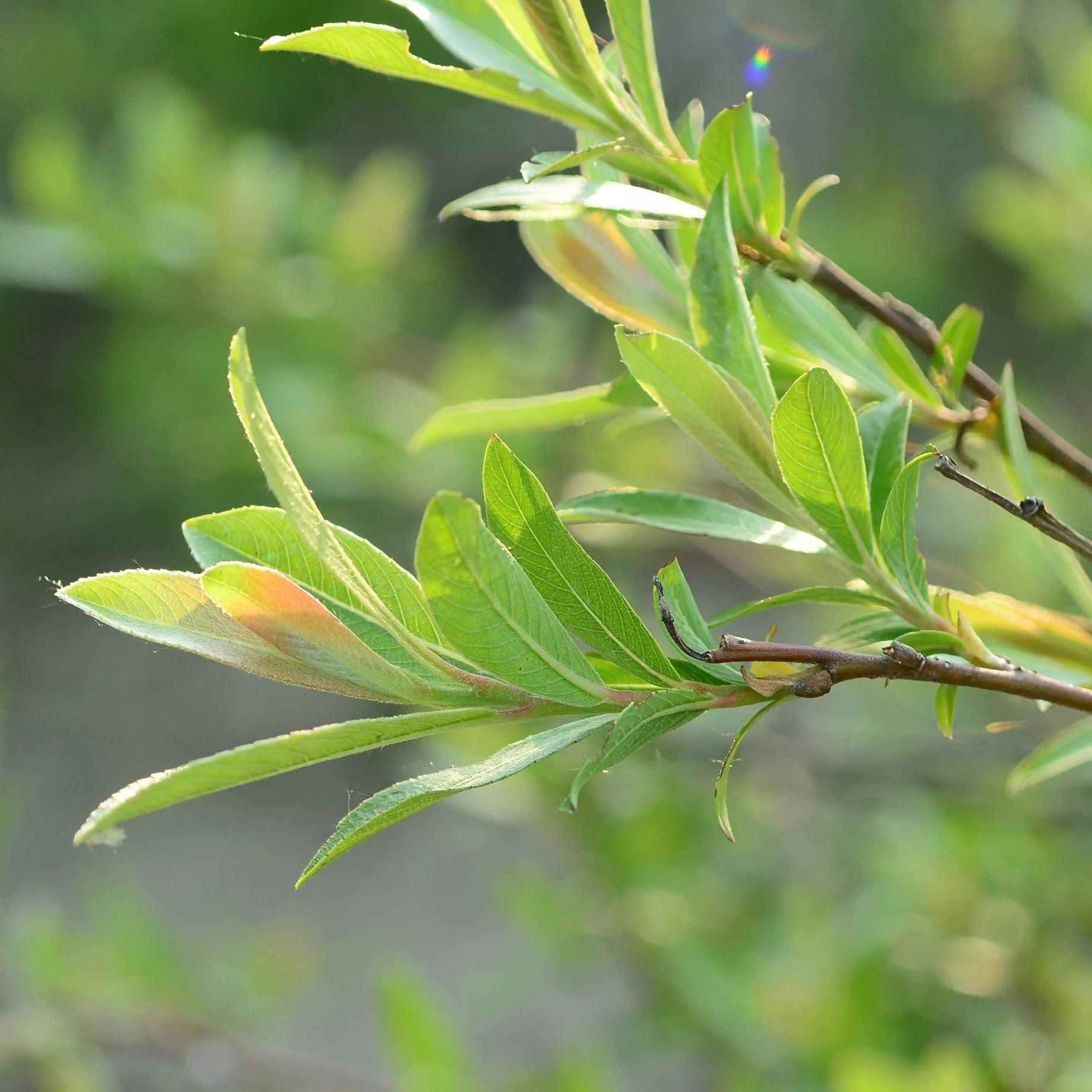 Salix Gracilistyla 'mount Aso' - View 28 from www redcrocus com