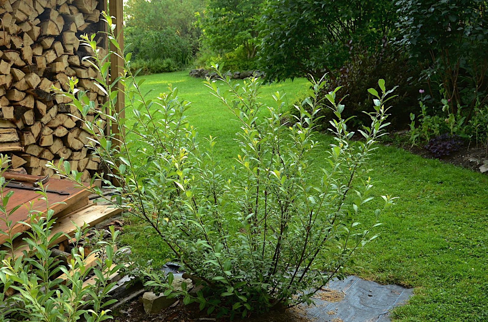 Salix Gracilistyla 'mount Aso' - View 2 from www redcrocus com