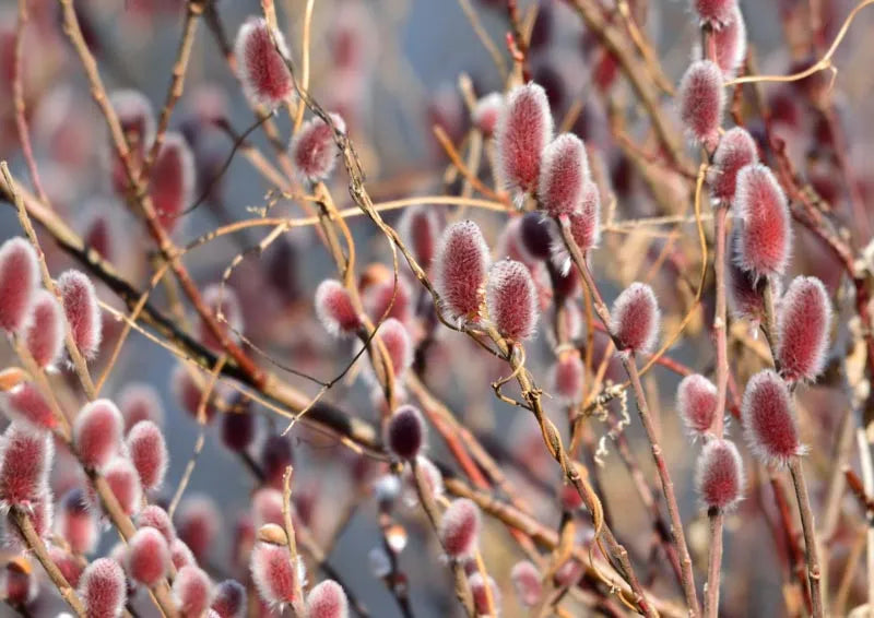 Salix Gracilistyla 'mount Aso' - View 3 from www redcrocus com