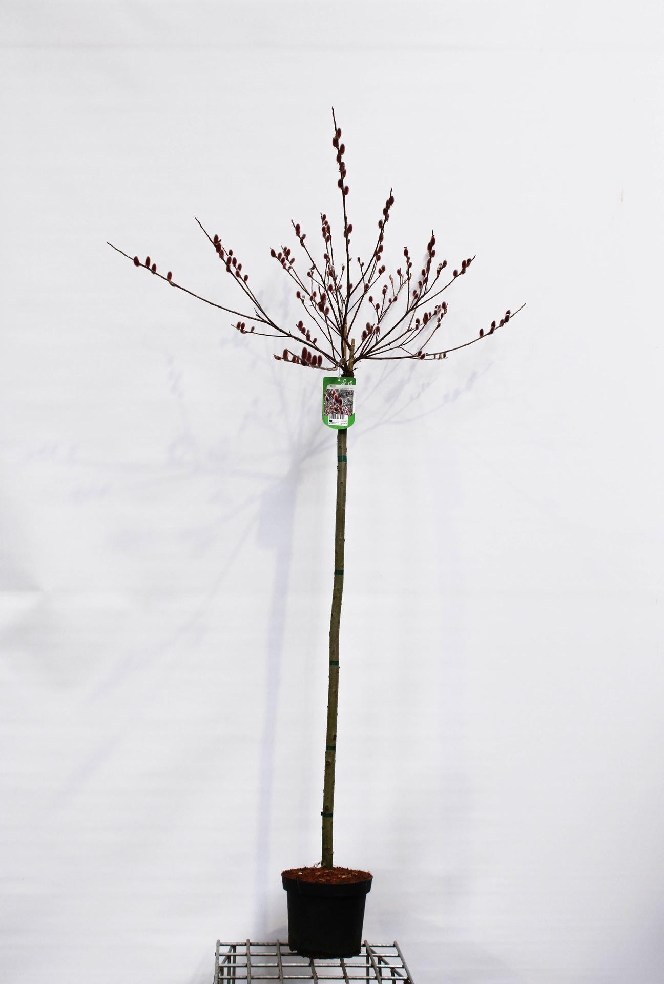 Salix Gracilistyla 'mount Aso' - View 4 from www redcrocus com