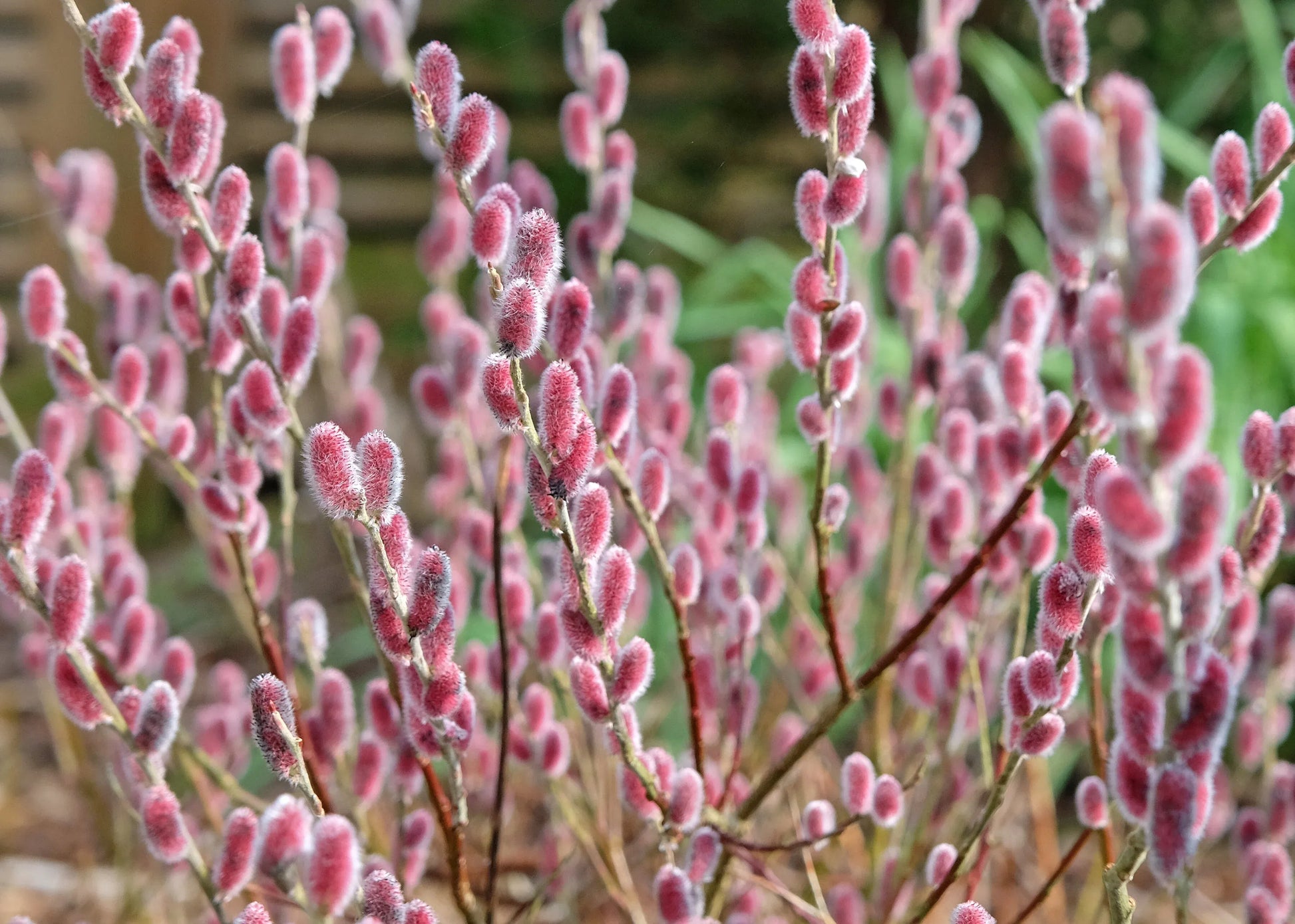 Salix Gracilistyla 'mount Aso' - View 6 from www redcrocus com