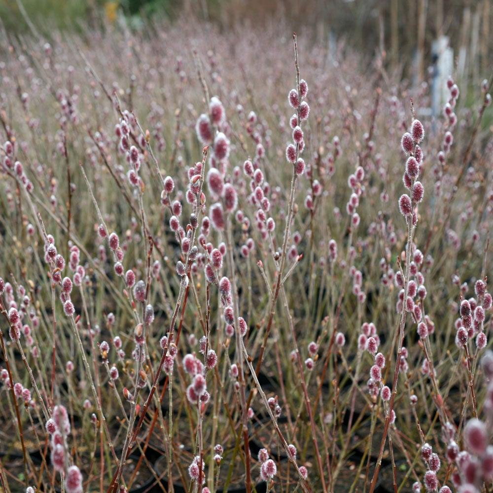 Salix Gracilistyla 'mount Aso' - View 7 from www redcrocus com
