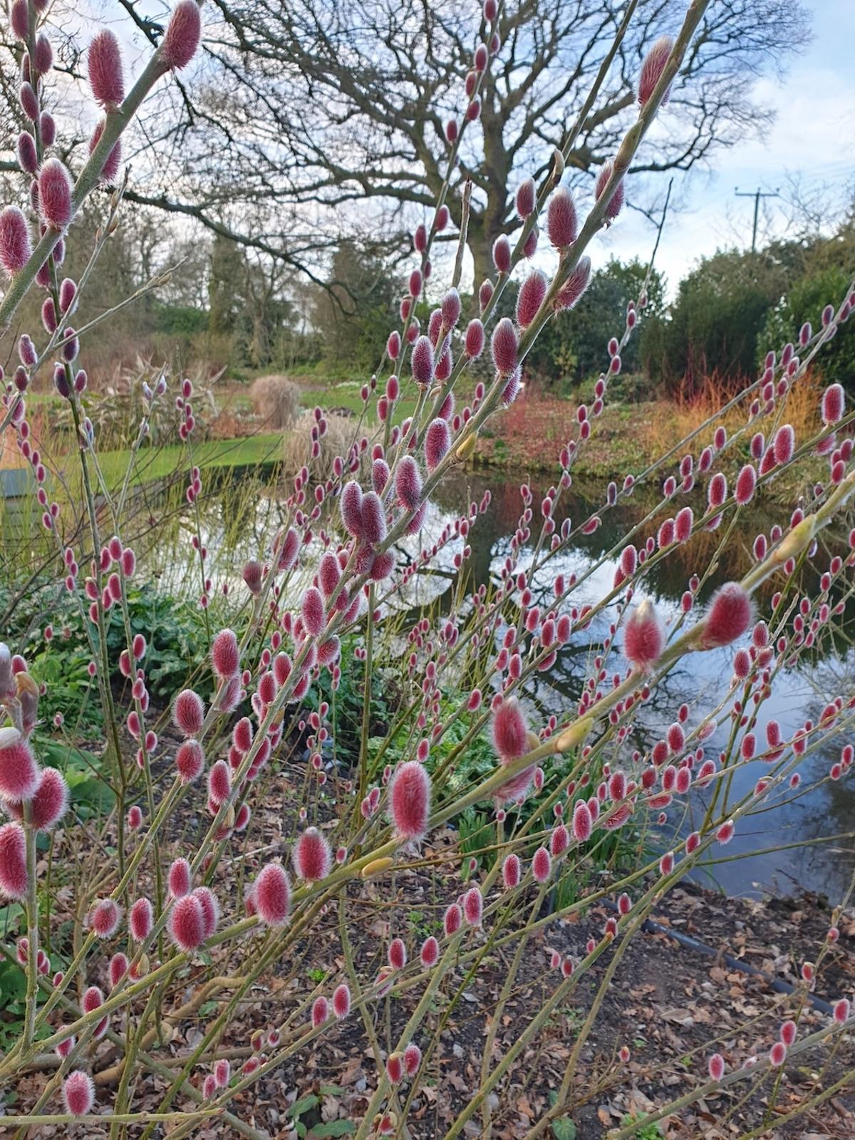 Salix Gracilistyla 'mount Aso' - View 8 from www redcrocus com