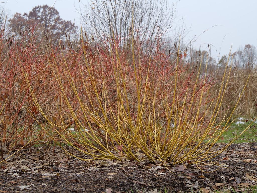 Cornus Sericea 'arctic Fire Yellow' - View 11 from www redcrocus com