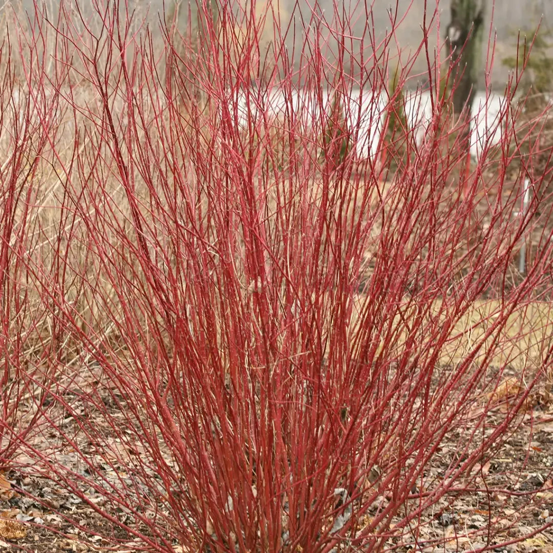 Cornus Sericea 'arctic Fire Yellow' - View 12 from www redcrocus com