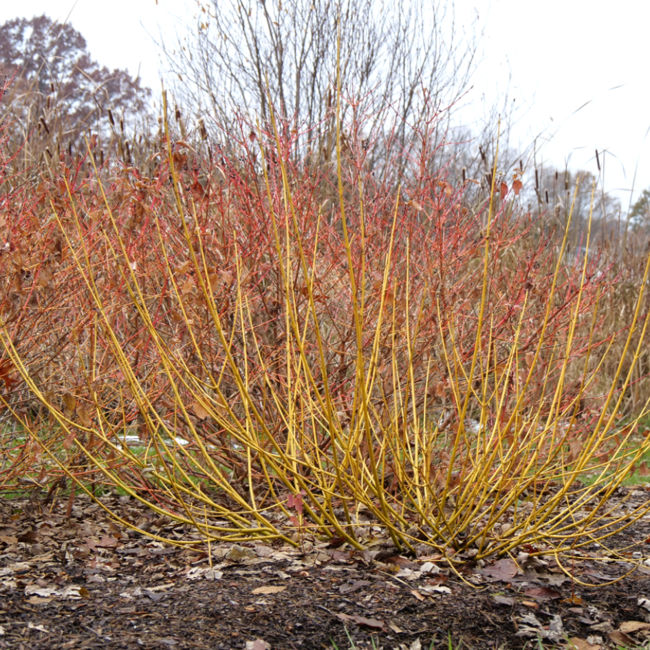 Cornus Sericea 'arctic Fire Yellow' - View 13 from www redcrocus com