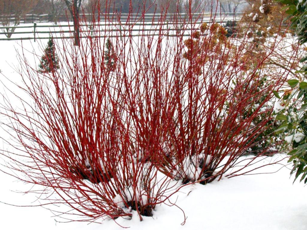 Cornus Sericea 'arctic Fire Yellow' - View 16 from www redcrocus com