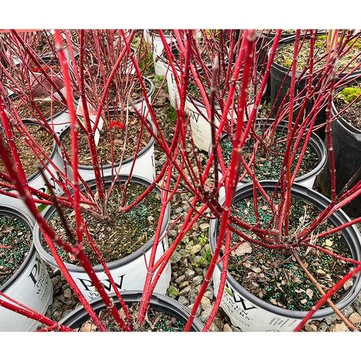 Cornus Sericea 'arctic Fire Yellow' - View 17 from www redcrocus com
