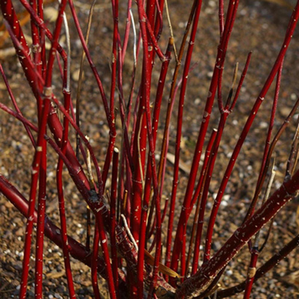 Cornus Sericea 'arctic Fire Yellow' - View 19 from www redcrocus com