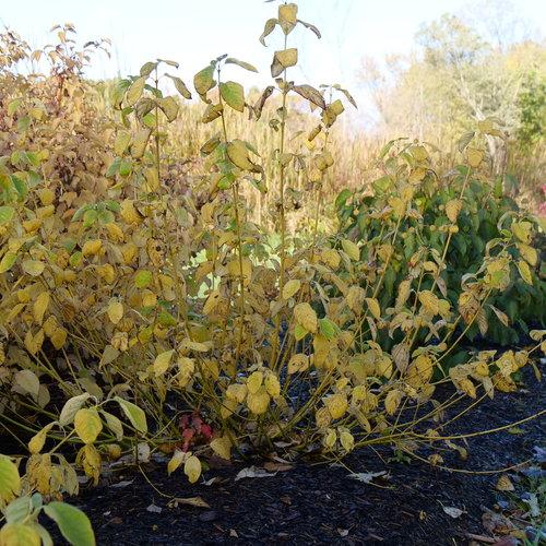 Cornus Sericea 'arctic Fire Yellow' - View 1 from www redcrocus com