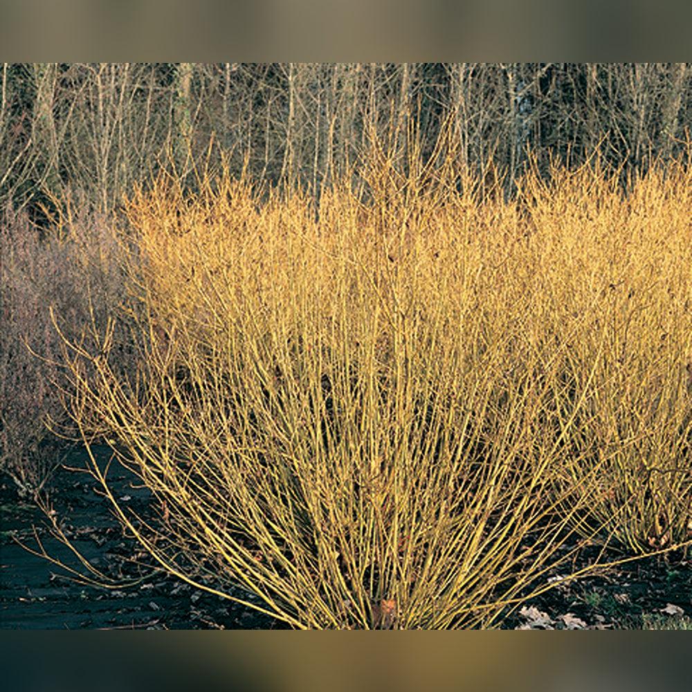 Cornus Sericea 'arctic Fire Yellow' - View 20 from www redcrocus com