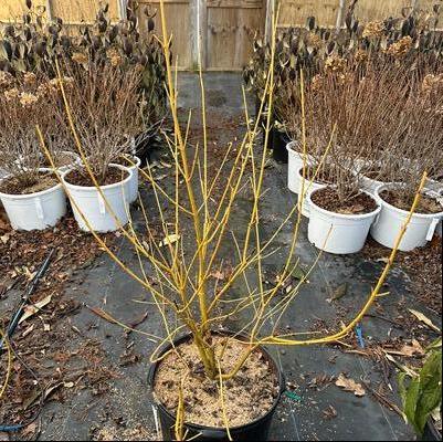 Cornus Sericea 'arctic Fire Yellow' - View 21 from www redcrocus com