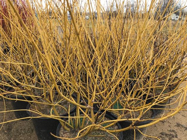 Cornus Sericea 'arctic Fire Yellow' - View 25 from www redcrocus com