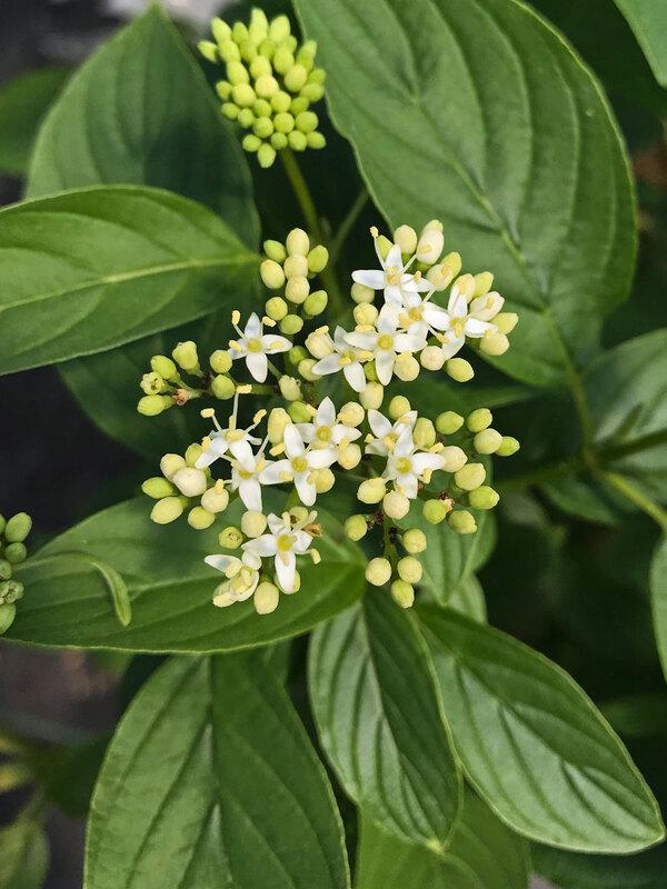 Cornus Sericea 'arctic Fire Yellow' - View 26 from www redcrocus com