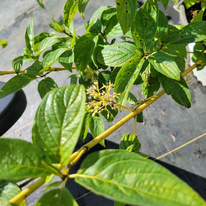 Cornus Sericea 'arctic Fire Yellow' - View 27 from www redcrocus com