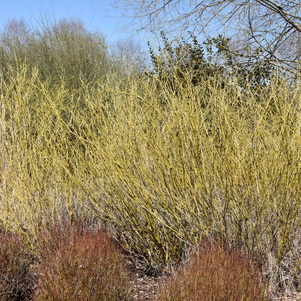 Cornus Sericea 'arctic Fire Yellow' - View 29 from www redcrocus com