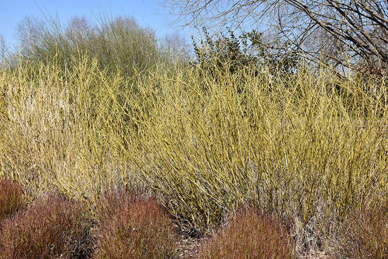 Cornus Sericea 'arctic Fire Yellow' - View 2 from www redcrocus com