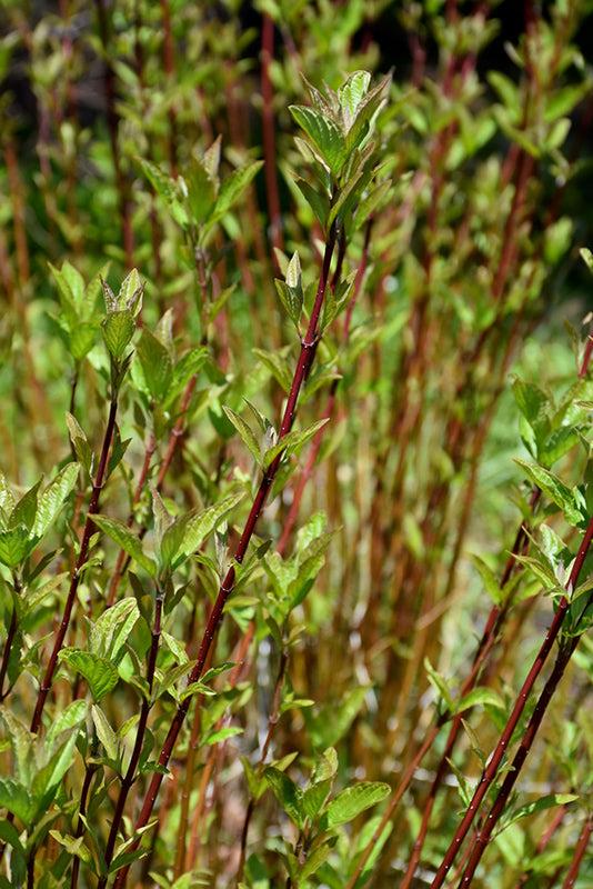 Cornus Sericea 'arctic Fire Yellow' - View 32 from www redcrocus com