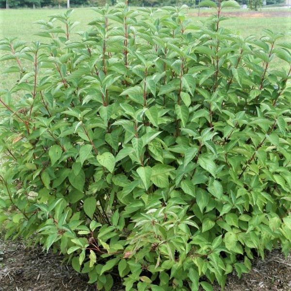 Cornus Sericea 'arctic Fire Yellow' - View 35 from www redcrocus com