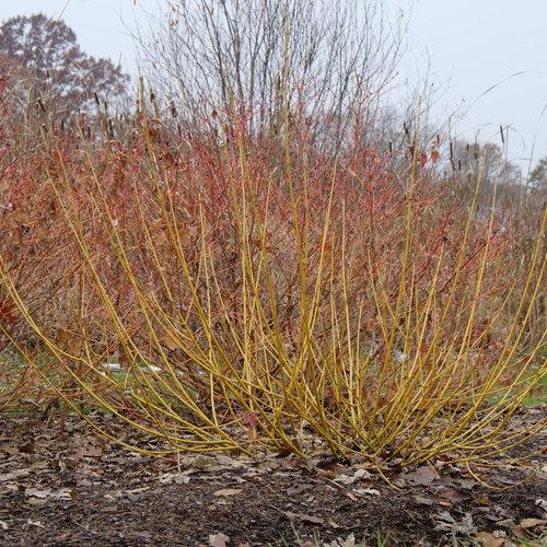 Cornus Sericea 'arctic Fire Yellow' - View 6 from www redcrocus com