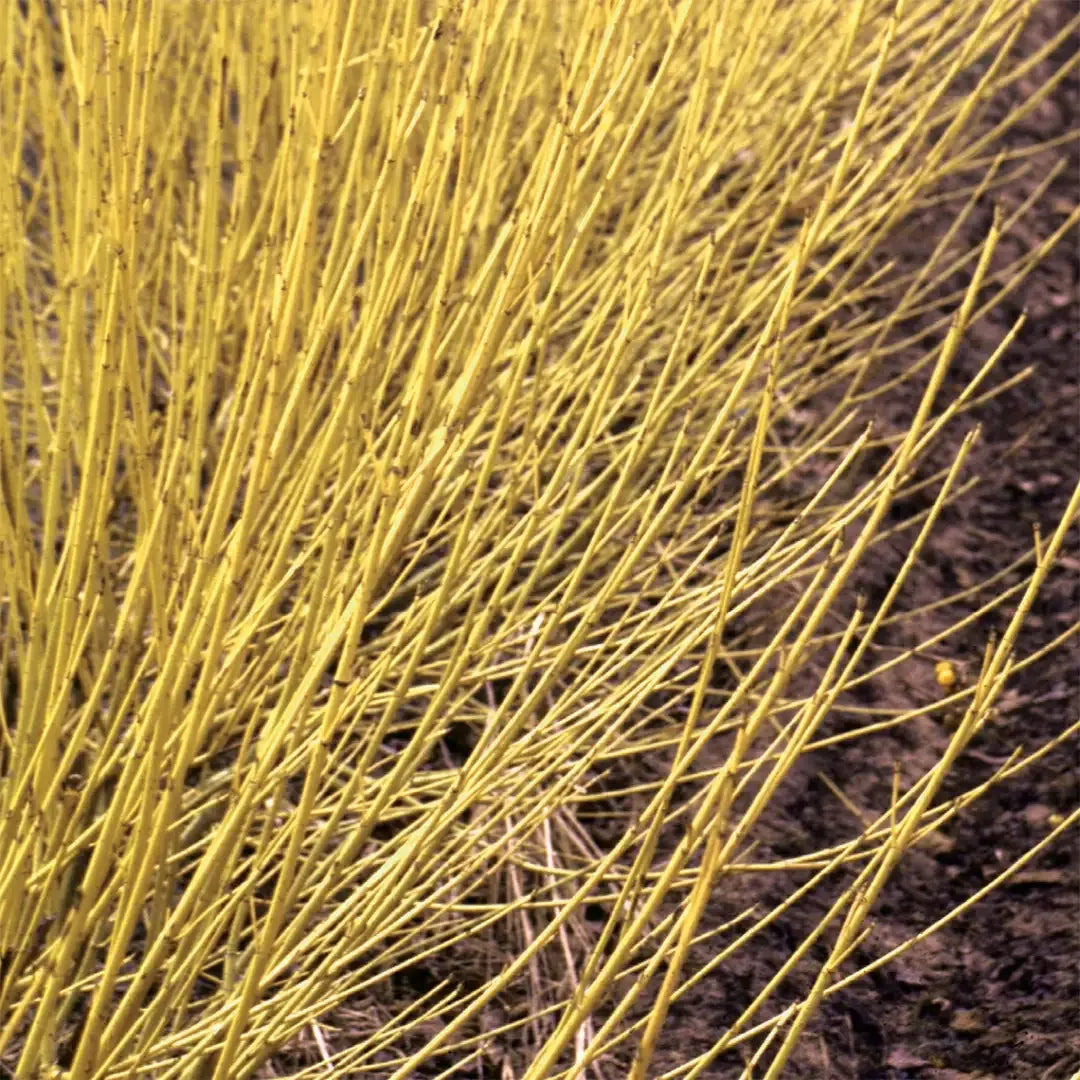 Cornus Sericea 'arctic Fire Yellow' - View 8 from www redcrocus com