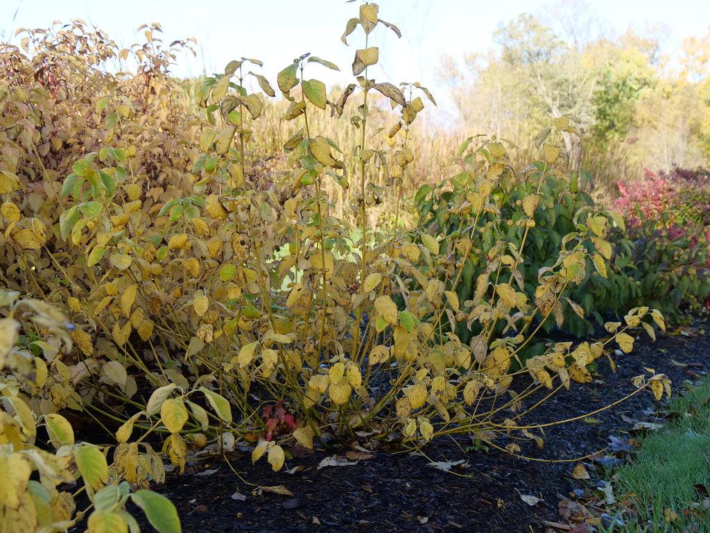 Cornus Sericea 'arctic Fire Yellow' - View 9 from www redcrocus com