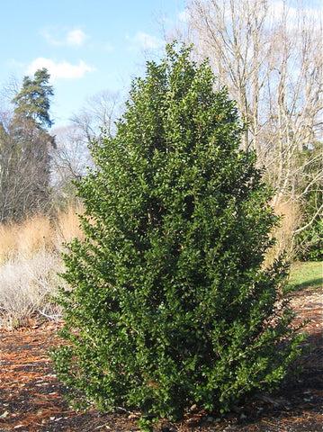 Ilex Crenata Chesapeake - View 10 from www redcrocus com