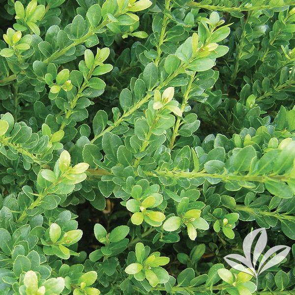Ilex Crenata Chesapeake - View 12 from www redcrocus com