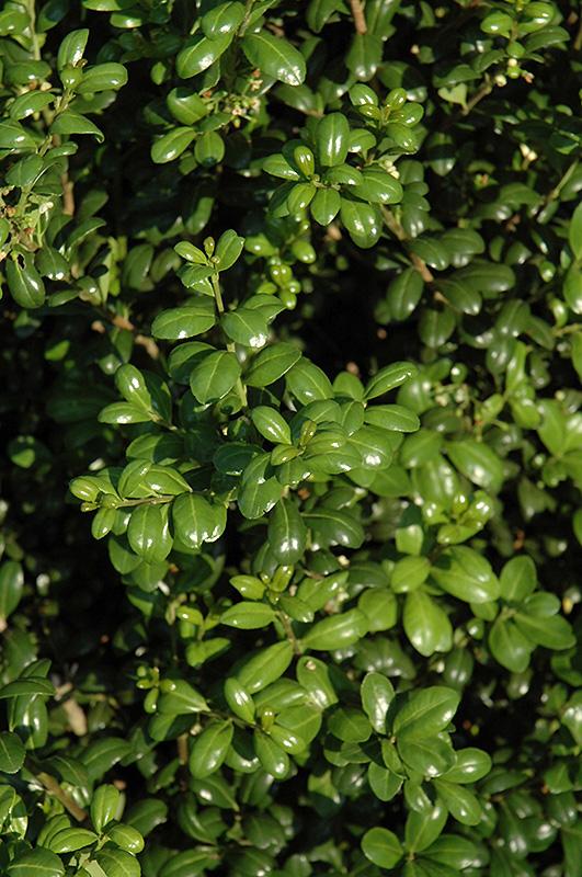 Ilex Crenata Chesapeake - View 2 from www redcrocus com