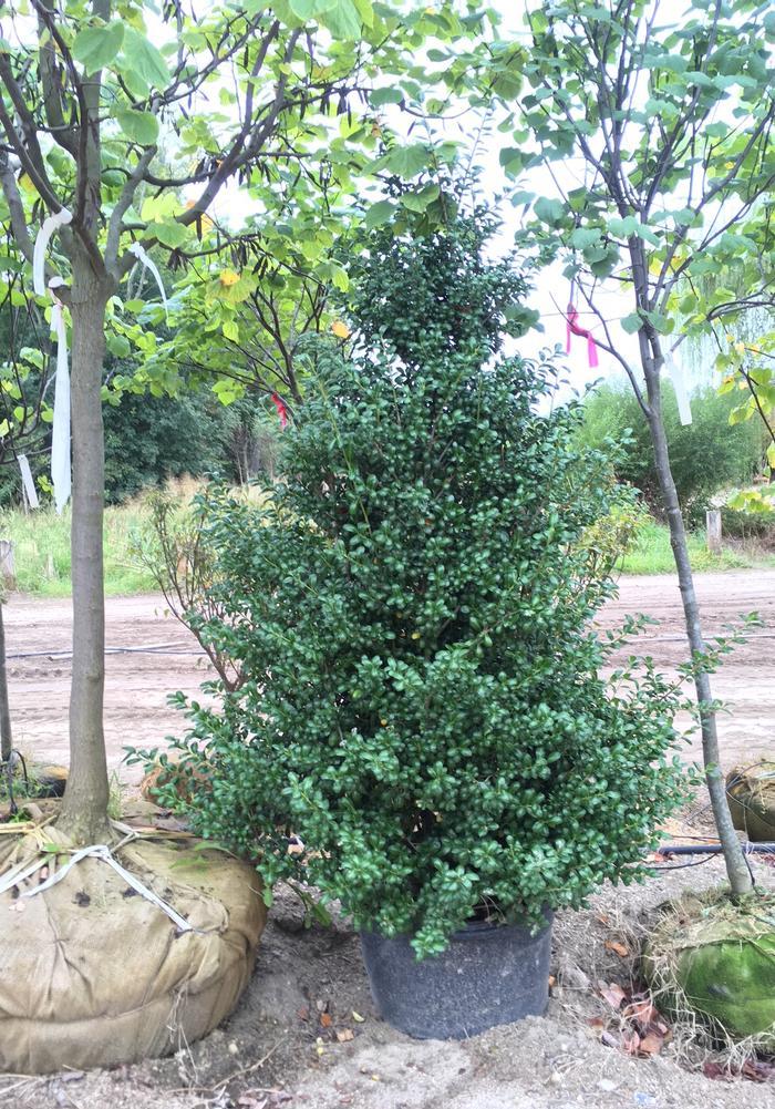 Ilex Crenata Chesapeake - View 4 from www redcrocus com