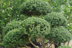 RedCrocus Green Lustre Japanese Holly Ilex crenata- Evergreen Shrub for Hedges & Borders 20/24" h, 2/3' w 10 Gallon