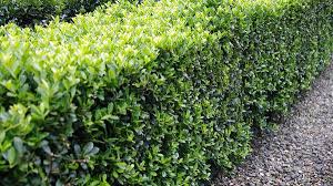 RedCrocus Green Lustre Japanese Holly Ilex crenata- Evergreen Shrub for Hedges & Borders 20/24" h, 2/3' w 10 Gallon
