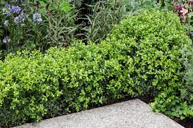 RedCrocus Green Lustre Japanese Holly Ilex crenata- Evergreen Shrub for Hedges & Borders 20/24" h, 2/3' w 10 Gallon