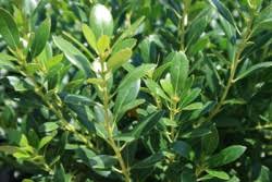 RedCrocus Green Lustre Japanese Holly Ilex crenata- Evergreen Shrub for Hedges & Borders 20/24" h, 2/3' w 10 Gallon