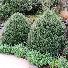 RedCrocus Green Lustre Japanese Holly Ilex crenata- Evergreen Shrub for Hedges & Borders 20/24" h, 2/3' w 10 Gallon