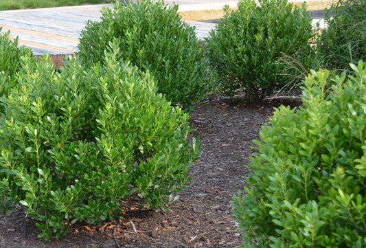 Ilex Glabra Compacta - View 1 from www redcrocus com