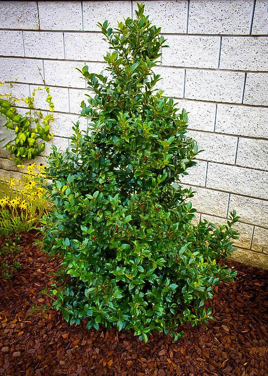 Ilex Meserveae Blue Maid - View 16 from www redcrocus com