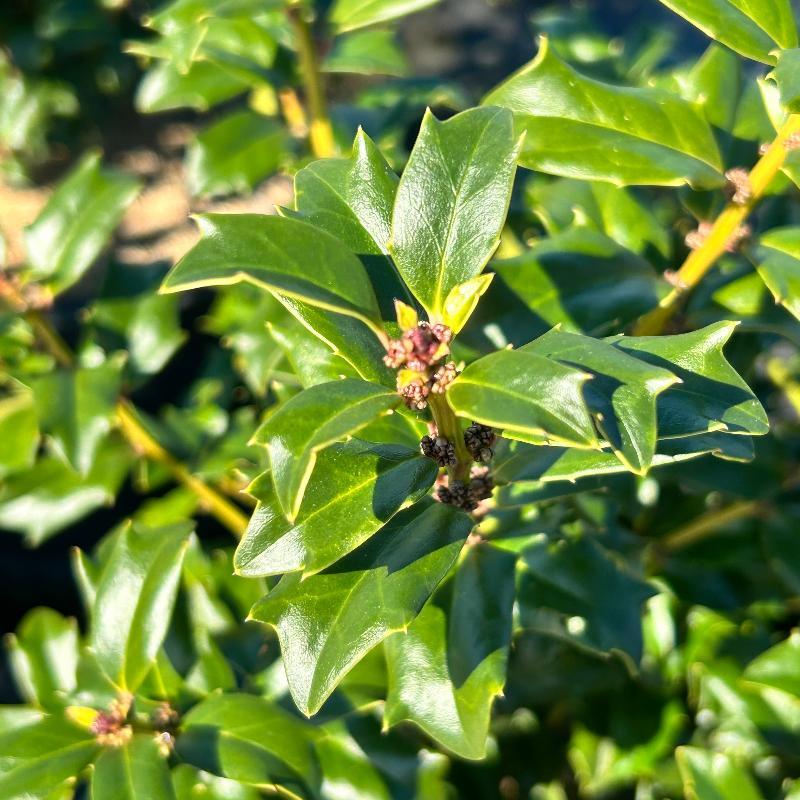 Ilex Meserveae 'china Boy' - View 10 from www redcrocus com