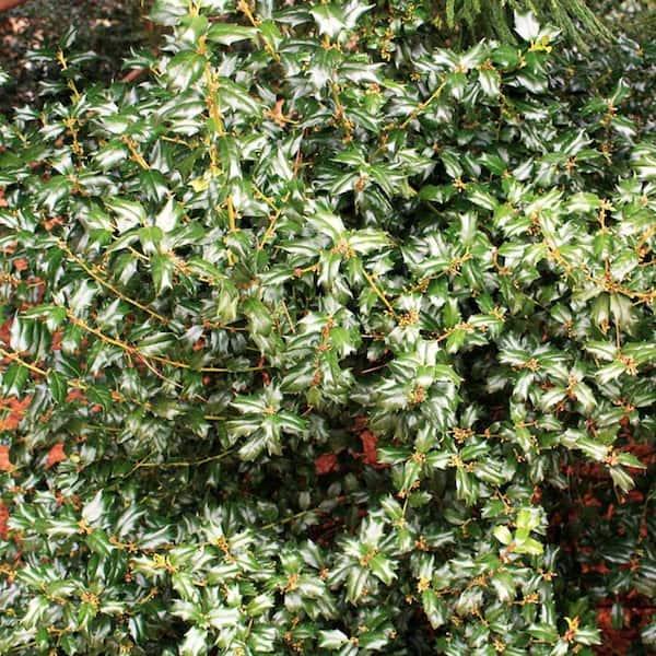 Ilex Meserveae 'china Boy' - View 11 from www redcrocus com