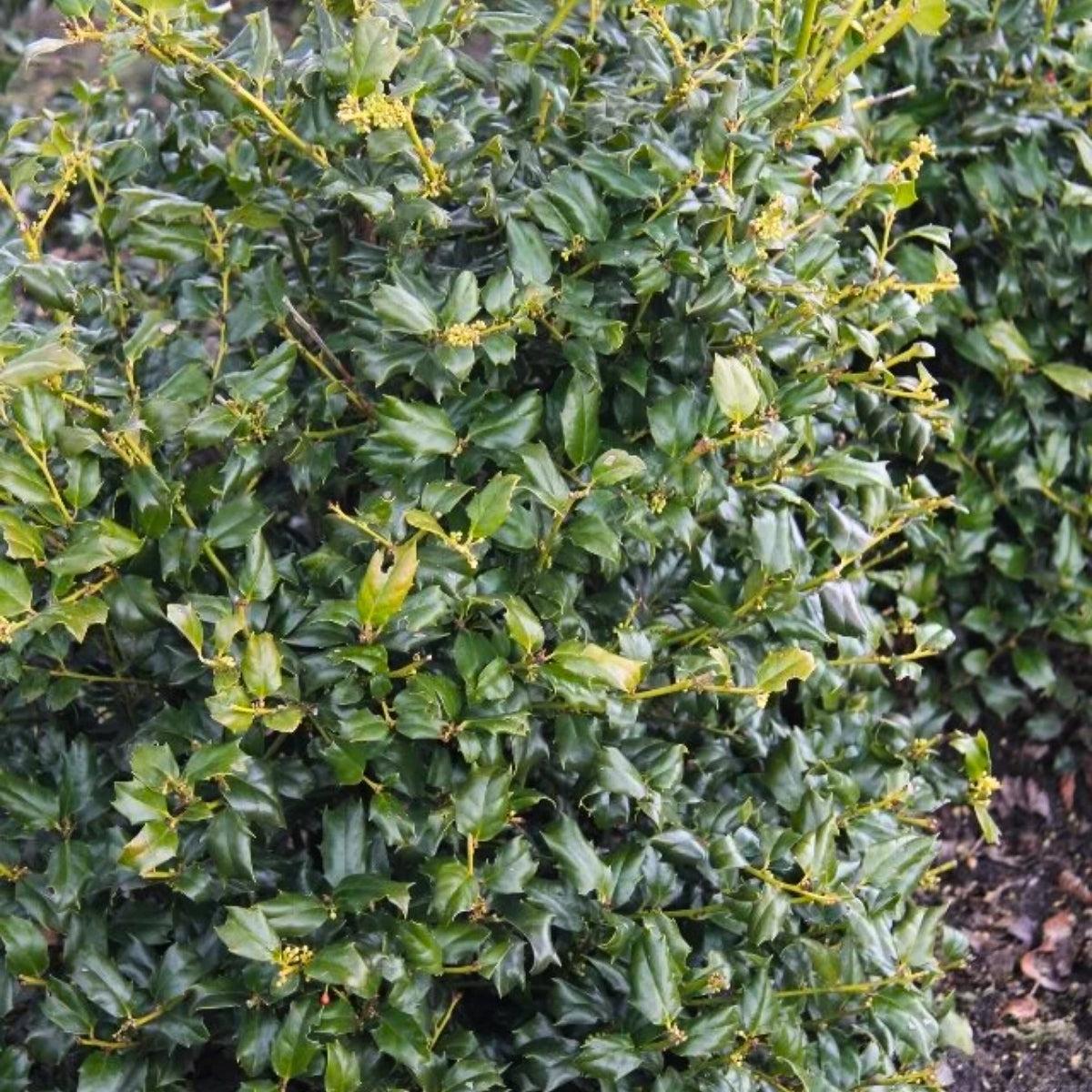 Ilex Meserveae 'china Boy' - View 12 from www redcrocus com