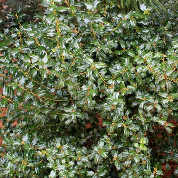 Ilex Meserveae 'china Boy' - View 13 from www redcrocus com