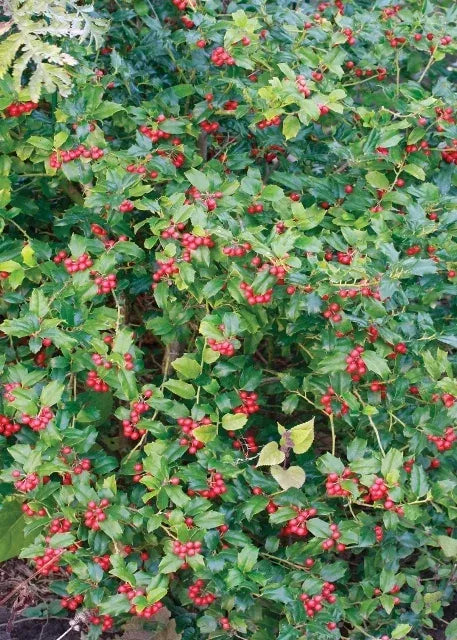 Ilex Meserveae 'china Boy' - View 14 from www redcrocus com