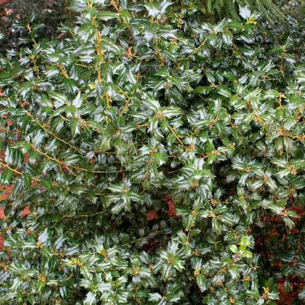 Ilex Meserveae 'china Boy' - View 15 from www redcrocus com