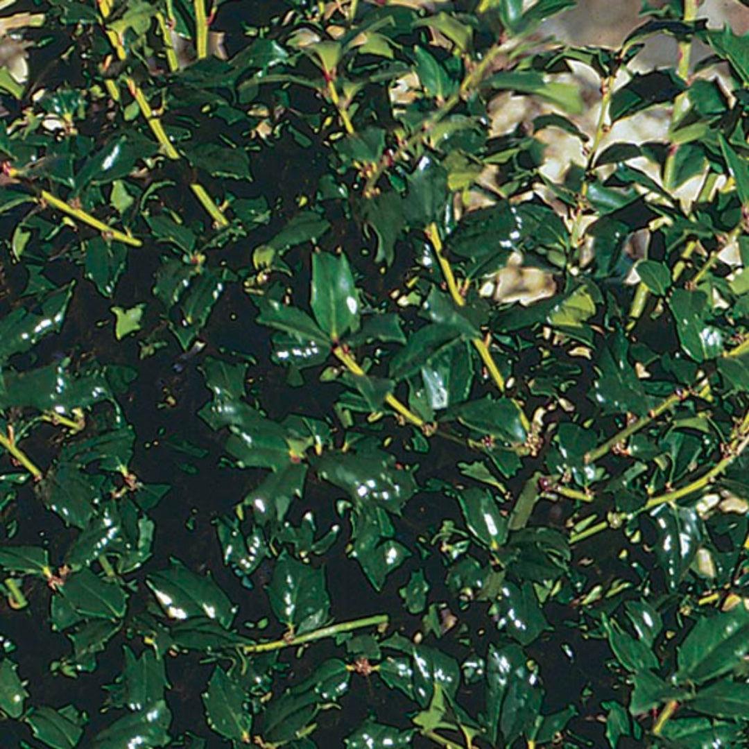 Ilex Meserveae 'china Boy' - View 16 from www redcrocus com