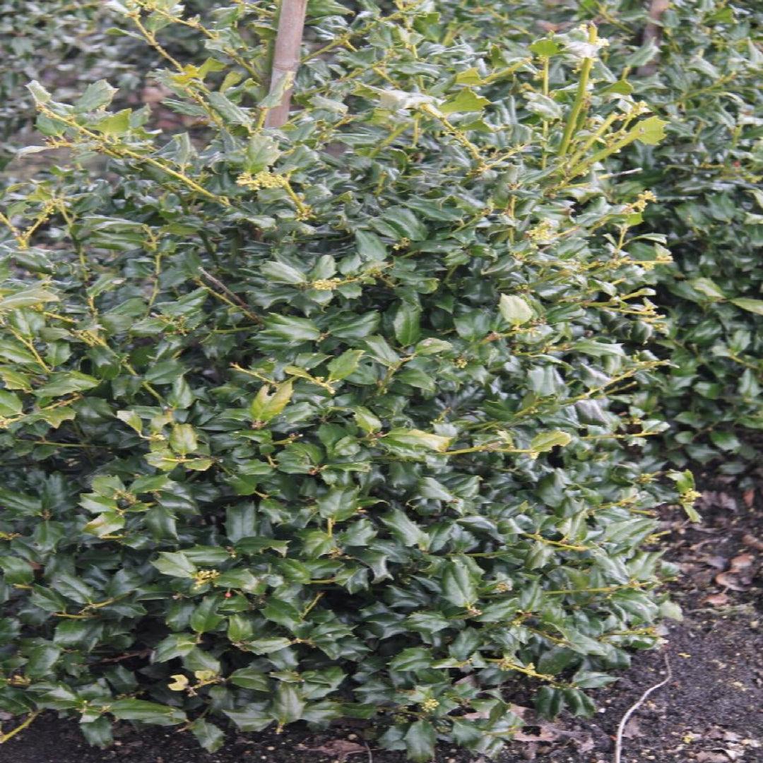 Ilex Meserveae 'china Boy' - View 19 from www redcrocus com