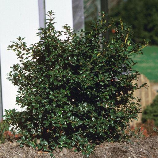 Ilex Meserveae 'china Boy' - View 1 from www redcrocus com