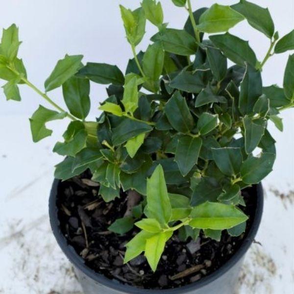 Ilex Meserveae 'china Boy' - View 20 from www redcrocus com