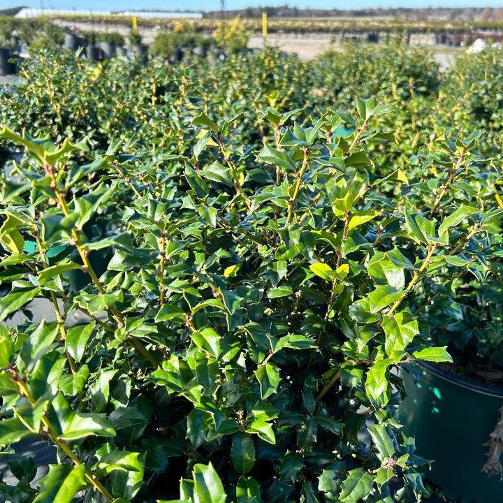 Ilex Meserveae 'china Boy' - View 22 from www redcrocus com